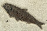 Stunning Green River Fossil Fish Mural Large Mioplosus #224591-7